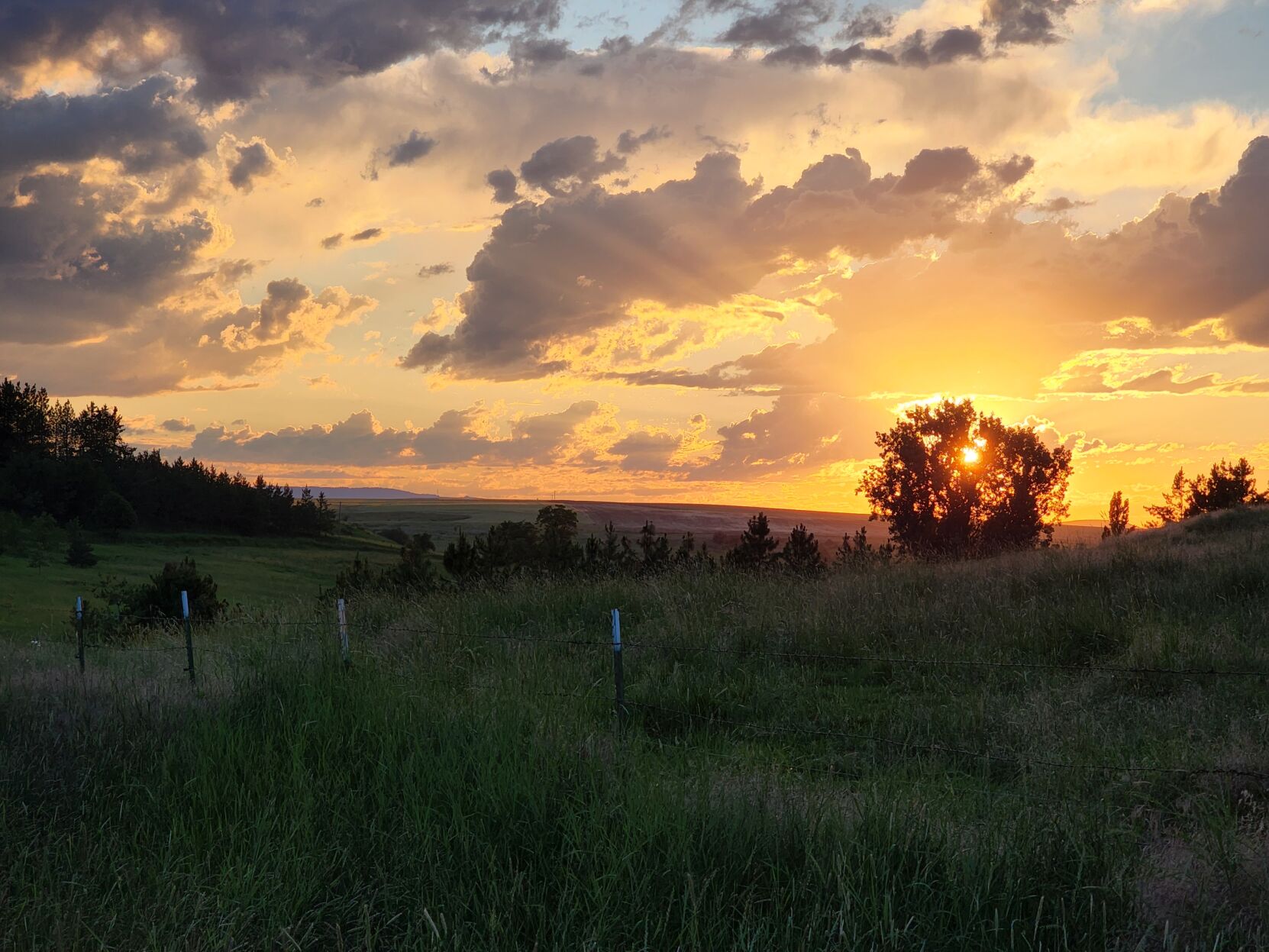 Prairie Sunshine